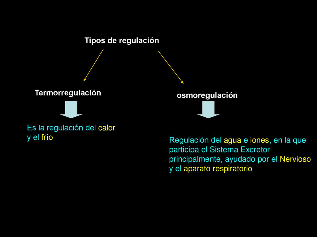 Tipos de regulación Termorregulación. osmoregulación. Es la regulación del calor y el frío.
