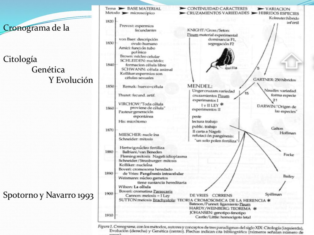 Cronograma de la Citología Genética Y Evolución Spotorno y Navarro 1993
