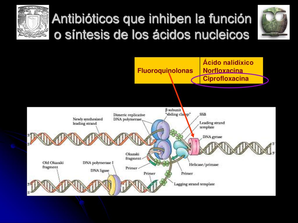 Antibióticos que inhiben la función o síntesis de los ácidos nucleicos