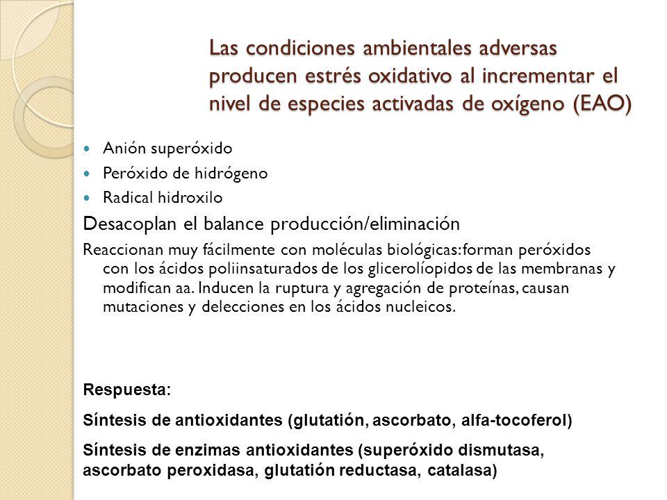 Las condiciones ambientales adversas producen estrés oxidativo al incrementar el nivel de especies activadas de oxígeno (EAO)