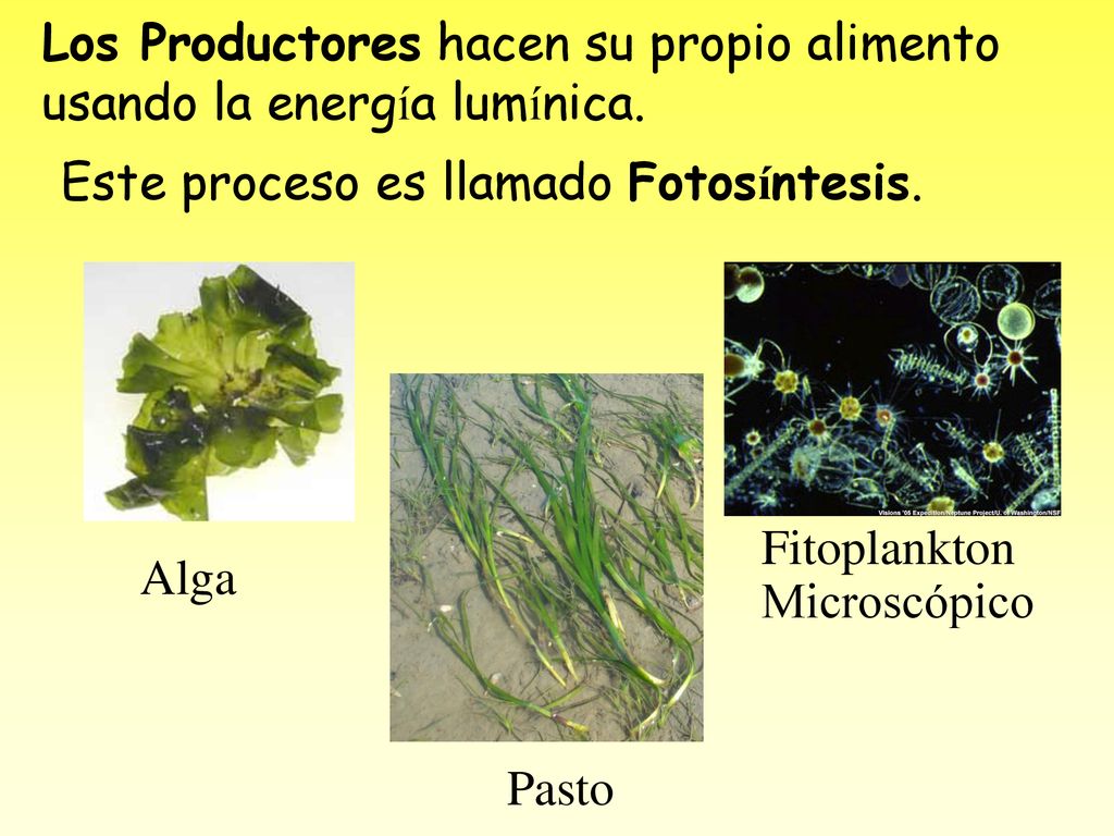 Los Productores hacen su propio alimento usando la energía lumínica.
