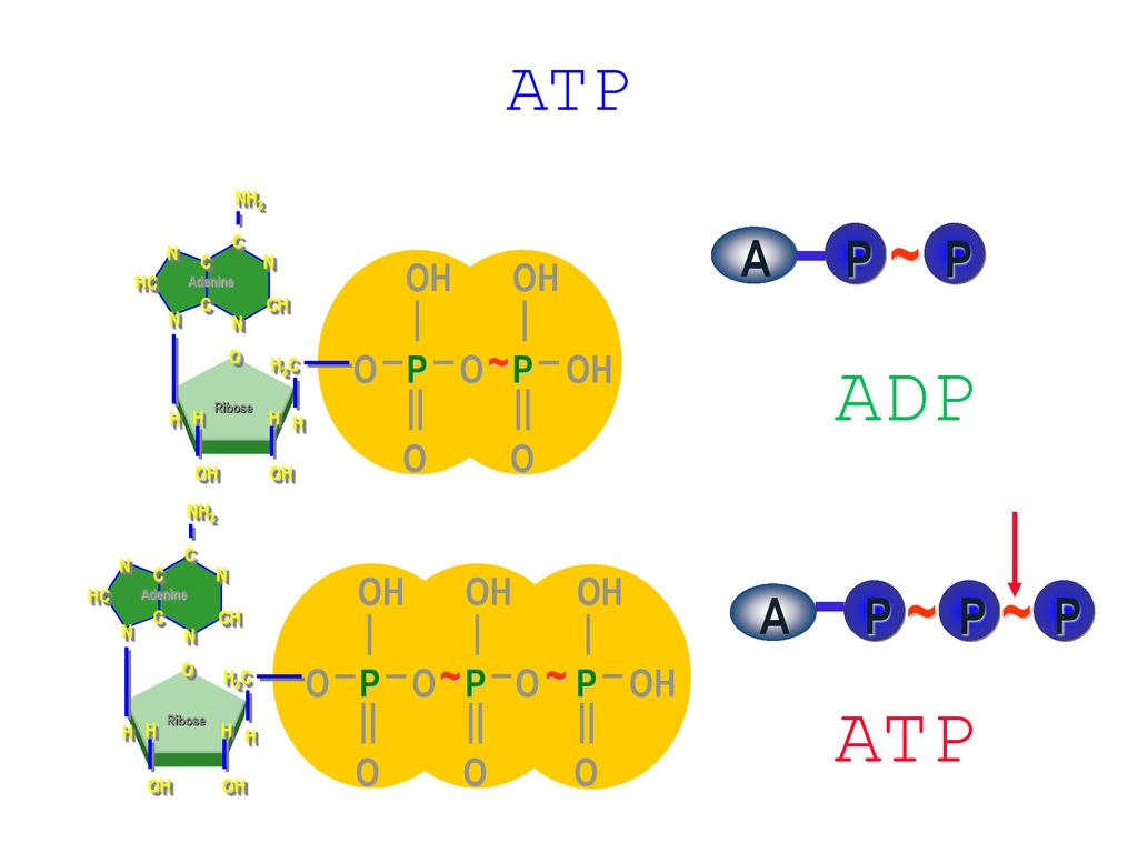 ADP ATP ATP ~ ~ A P A P ~ ~ OH P O P OH O NH2 C HC CH N H2C H NH2 C HC