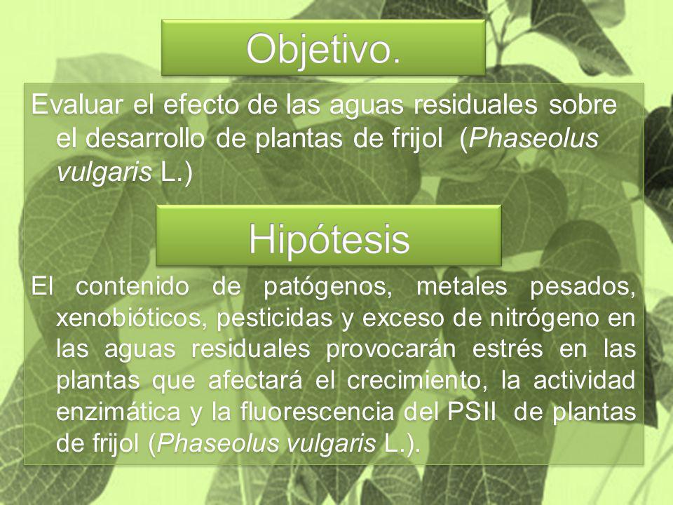 Objetivo. Evaluar el efecto de las aguas residuales sobre el desarrollo de plantas de frijol (Phaseolus vulgaris L.)