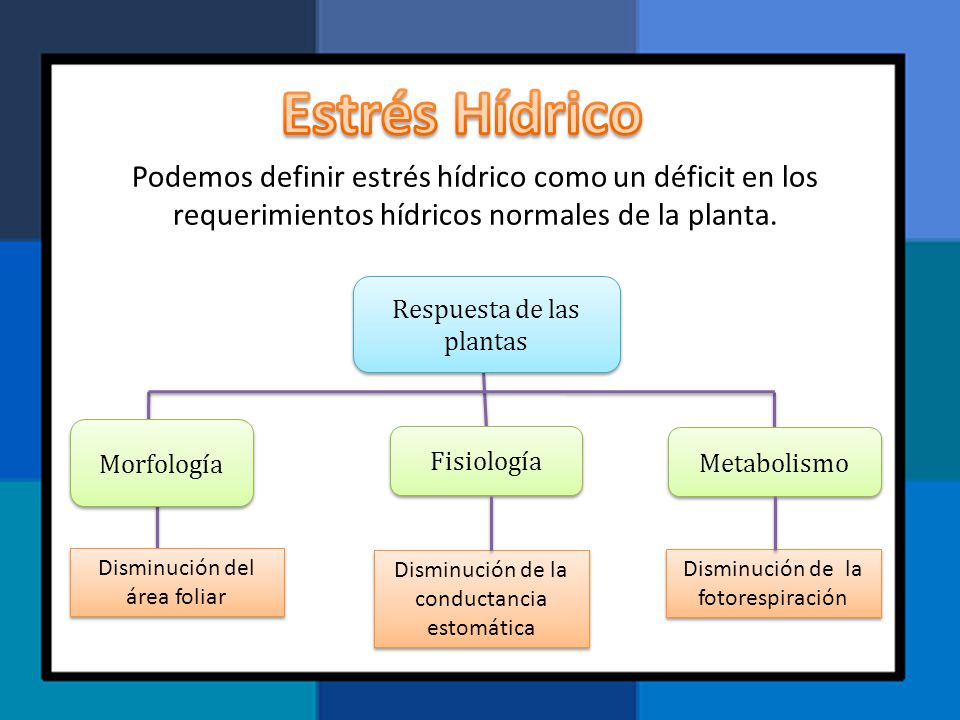 Estrés Hídrico Podemos definir estrés hídrico como un déficit en los requerimientos hídricos normales de la planta.