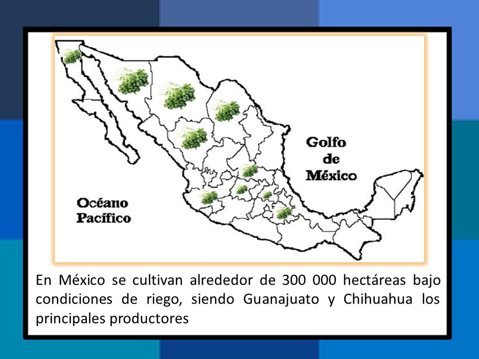 En México se cultivan alrededor de hectáreas bajo condiciones de riego, siendo Guanajuato y Chihuahua los principales productores
