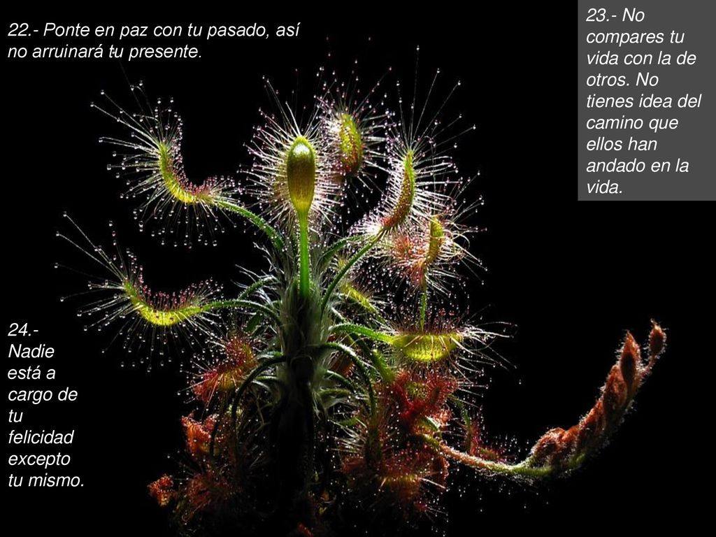 23. - No compares tu vida con la de otros