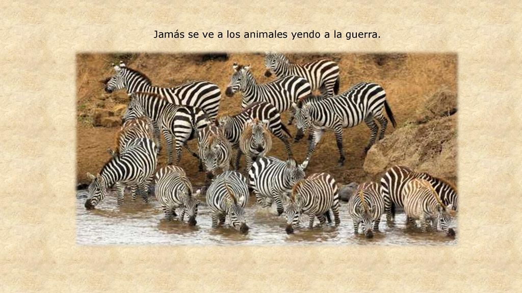 Jamás se ve a los animales yendo a la guerra.