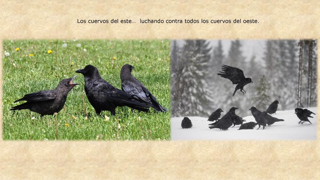 Los cuervos del este… luchando contra todos los cuervos del oeste.