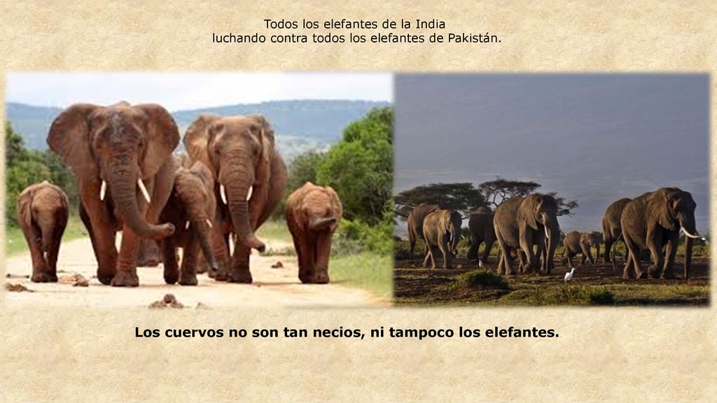 Los cuervos no son tan necios, ni tampoco los elefantes.