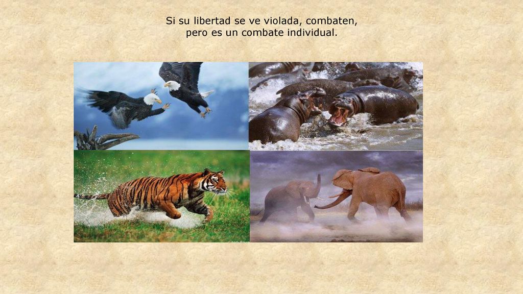 Si su libertad se ve violada, combaten, pero es un combate individual.