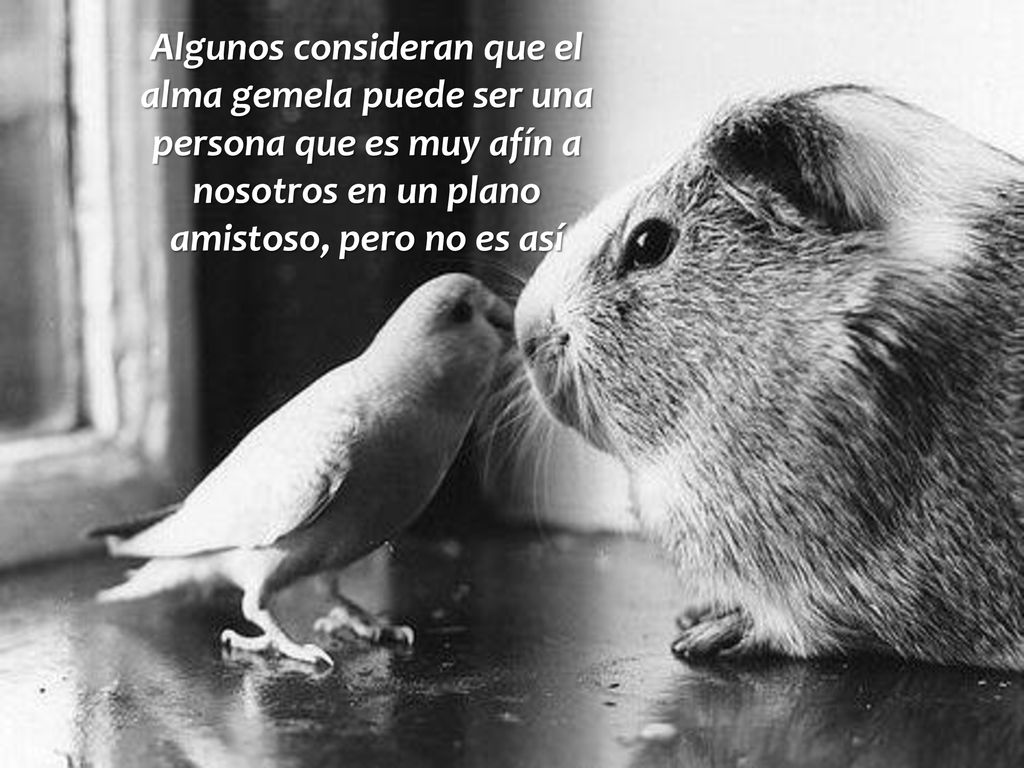 Algunos consideran que el alma gemela puede ser una persona que es muy afín a nosotros en un plano amistoso, pero no es así