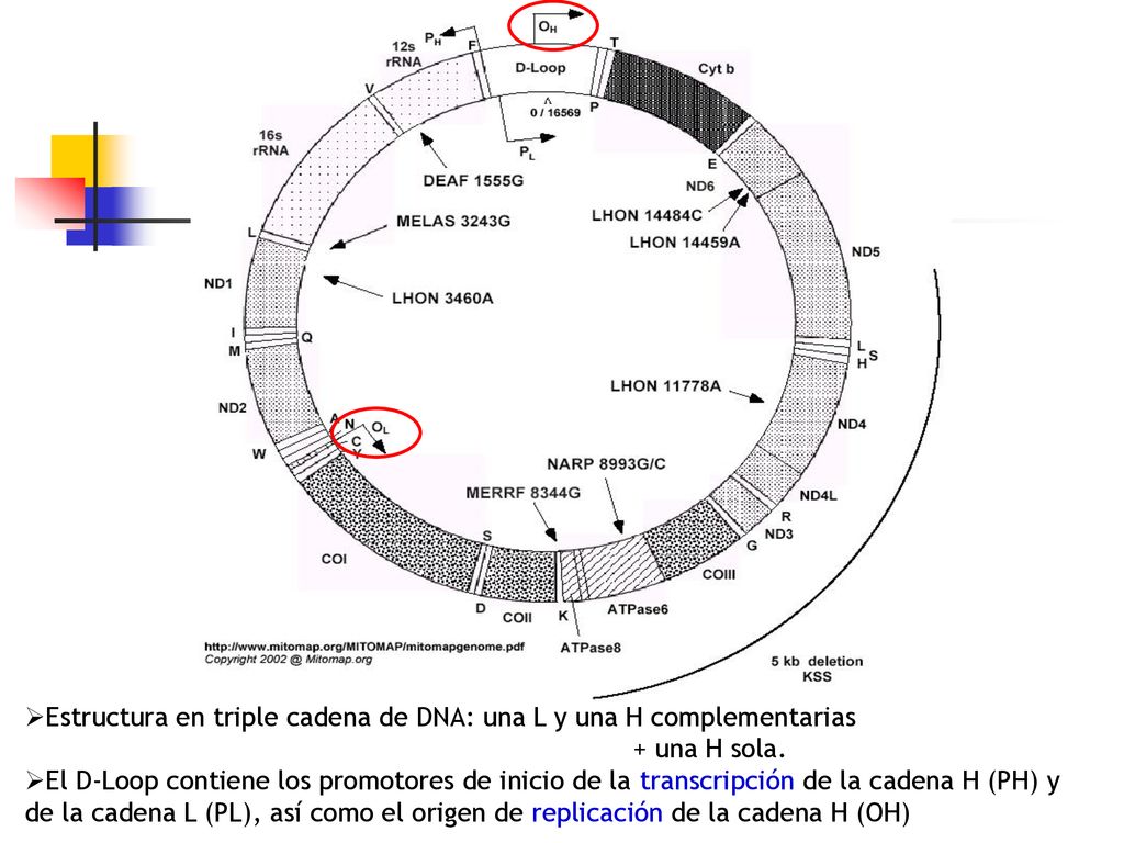 Estructura en triple cadena de DNA: una L y una H complementarias