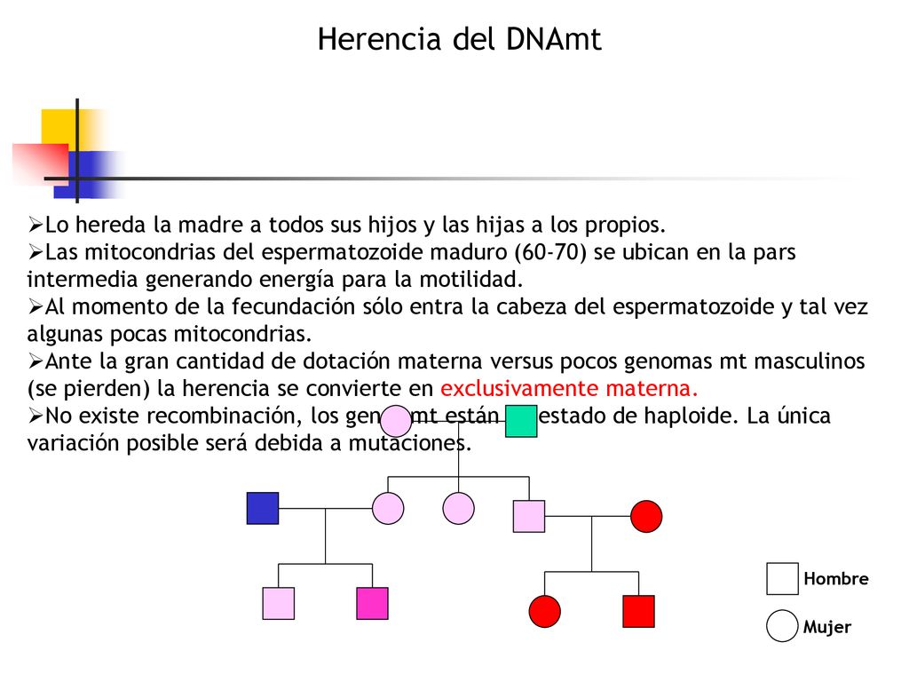 Herencia del DNAmt Lo hereda la madre a todos sus hijos y las hijas a los propios.