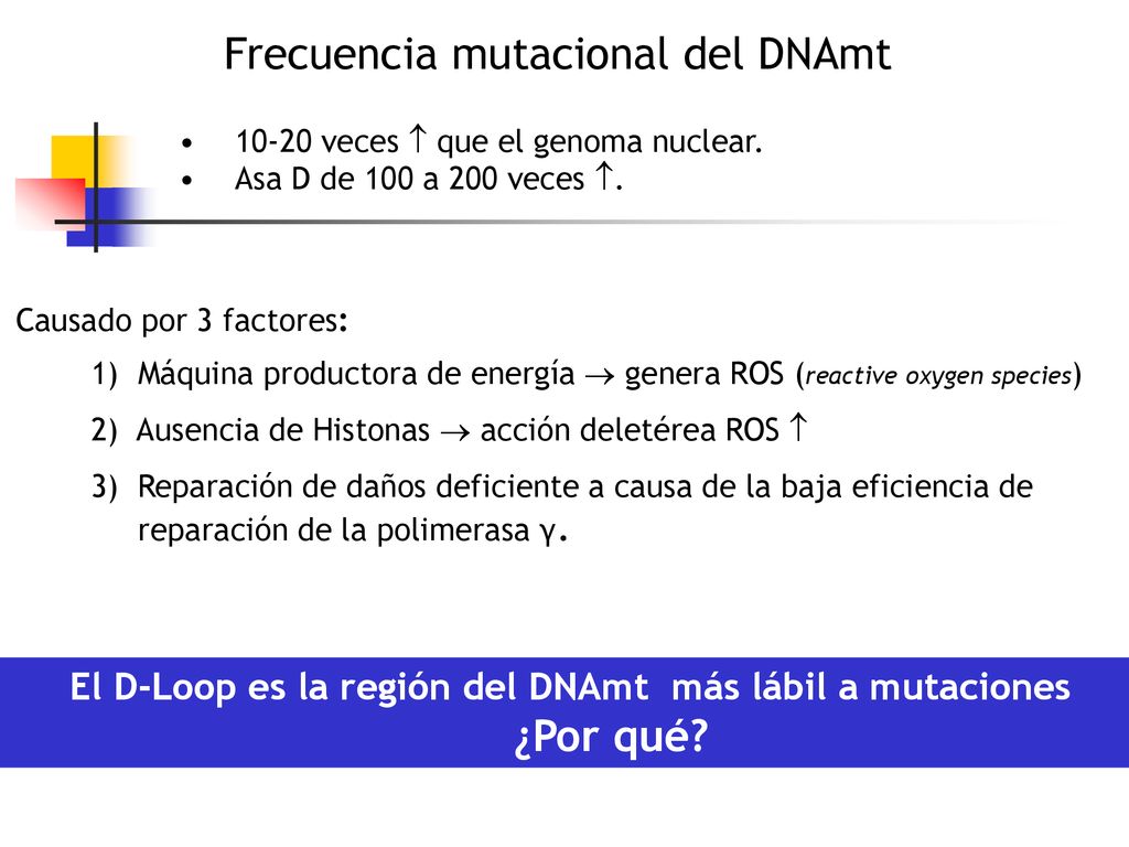 El D-Loop es la región del DNAmt más lábil a mutaciones