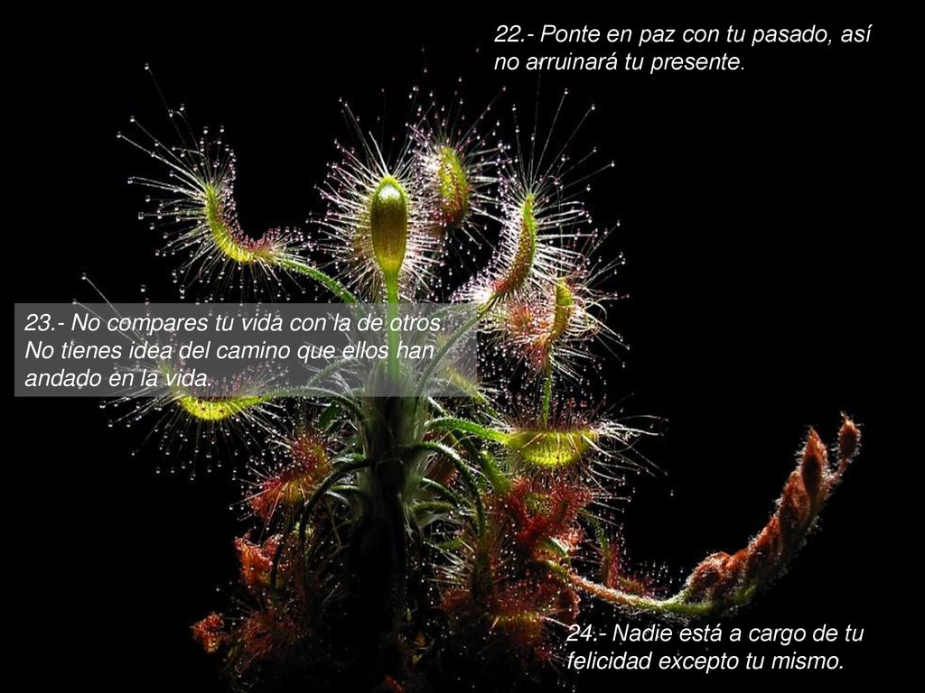 22.- Ponte en paz con tu pasado, así no arruinará tu presente.