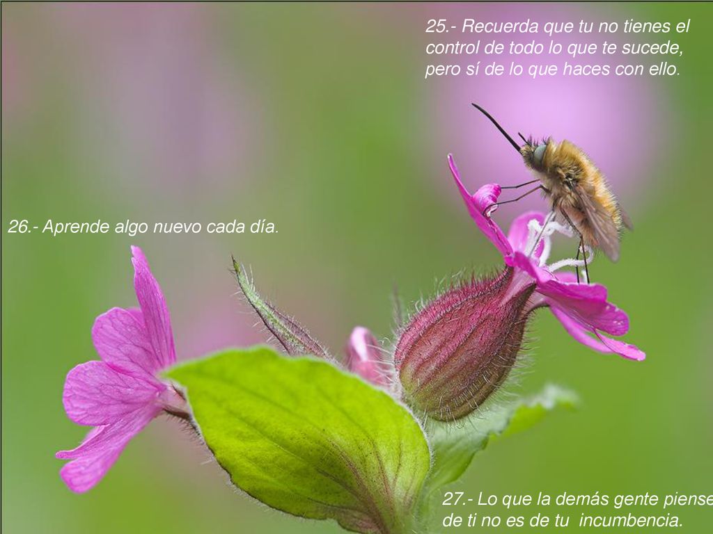 25.- Recuerda que tu no tienes el control de todo lo que te sucede, pero sí de lo que haces con ello.