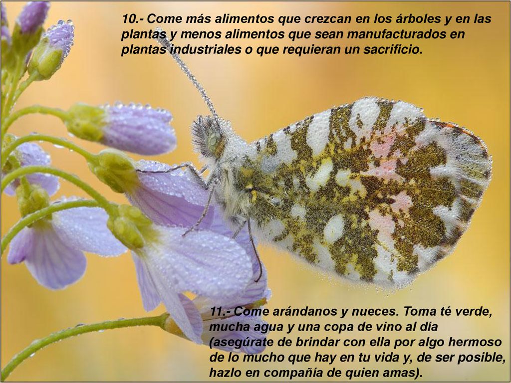 10.- Come más alimentos que crezcan en los árboles y en las plantas y menos alimentos que sean manufacturados en plantas industriales o que requieran un sacrificio.