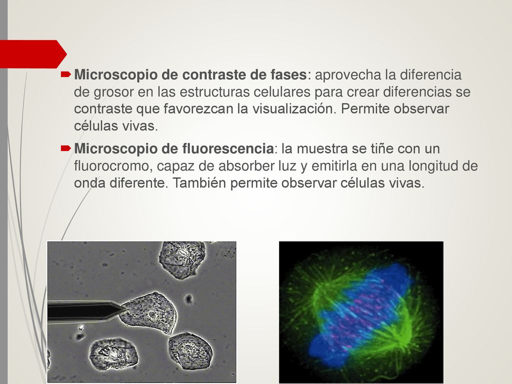 Microscopio de contraste de fases: aprovecha la diferencia de grosor en las estructuras celulares para crear diferencias se contraste que favorezcan la visualización. Permite observar células vivas.