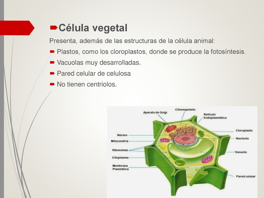 Célula vegetal Presenta, además de las estructuras de la célula animal: Plastos, como los cloroplastos, donde se produce la fotosíntesis.