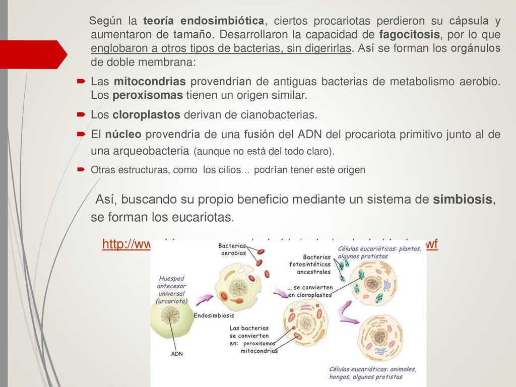 Según la teoría endosimbiótica, ciertos procariotas perdieron su cápsula y aumentaron de tamaño. Desarrollaron la capacidad de fagocitosis, por lo que englobaron a otros tipos de bacterias, sin digerirlas. Así se forman los orgánulos de doble membrana: