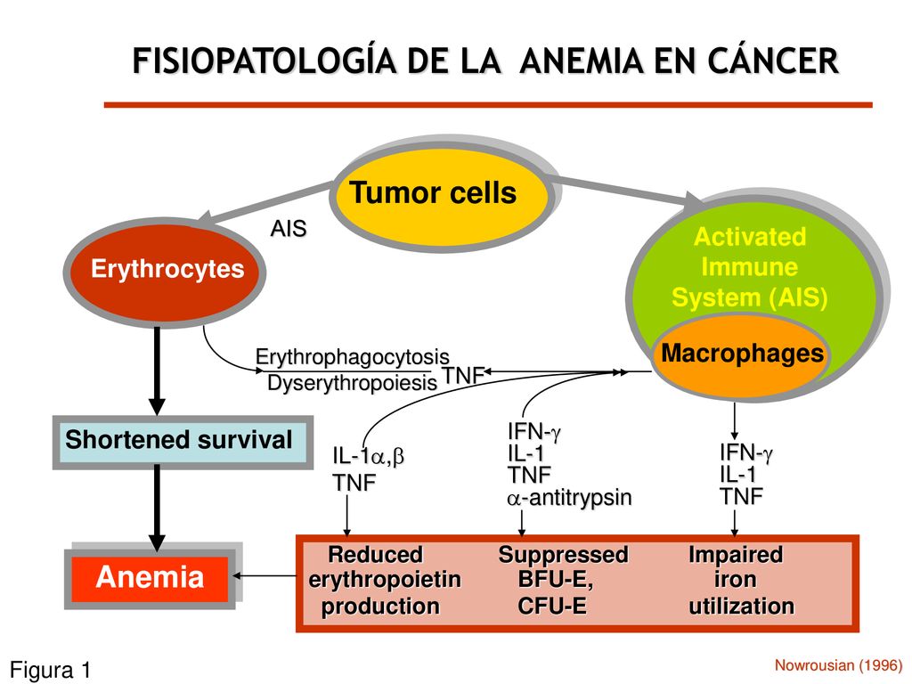 FISIOPATOLOGÍA DE LA ANEMIA EN CÁNCER Activated Immune System (AIS)