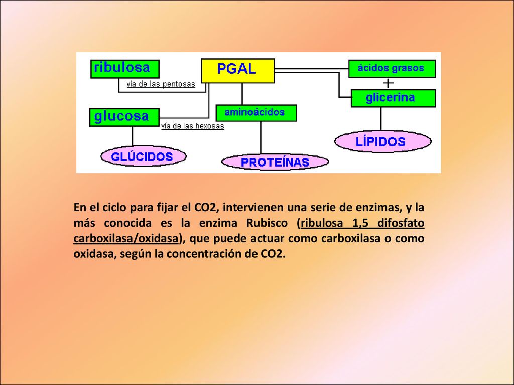 En el ciclo para fijar el CO2, intervienen una serie de enzimas, y la más conocida es la enzima Rubisco (ribulosa 1,5 difosfato carboxilasa/oxidasa), que puede actuar como carboxilasa o como oxidasa, según la concentración de CO2.