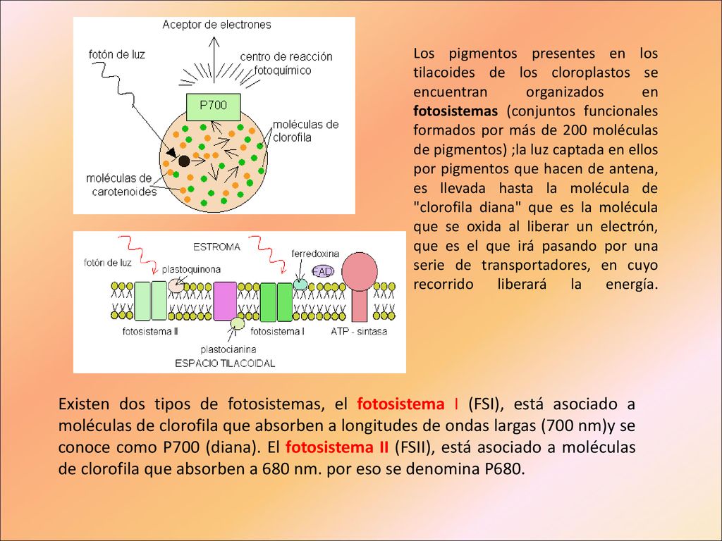 Los pigmentos presentes en los tilacoides de los cloroplastos se encuentran organizados en fotosistemas (conjuntos funcionales formados por más de 200 moléculas de pigmentos) ;la luz captada en ellos por pigmentos que hacen de antena, es llevada hasta la molécula de clorofila diana que es la molécula que se oxida al liberar un electrón, que es el que irá pasando por una serie de transportadores, en cuyo recorrido liberará la energía.
