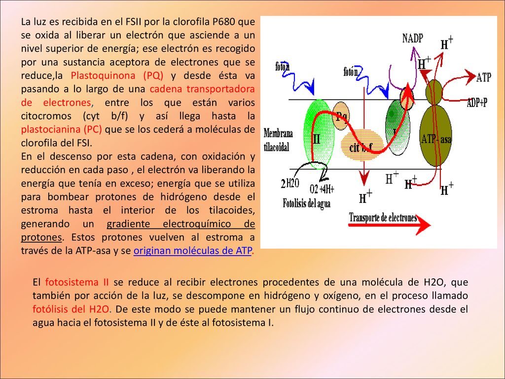 La luz es recibida en el FSII por la clorofila P680 que se oxida al liberar un electrón que asciende a un nivel superior de energía; ese electrón es recogido por una sustancia aceptora de electrones que se reduce,la Plastoquinona (PQ) y desde ésta va pasando a lo largo de una cadena transportadora de electrones, entre los que están varios citocromos (cyt b/f) y así llega hasta la plastocianina (PC) que se los cederá a moléculas de clorofila del FSI.