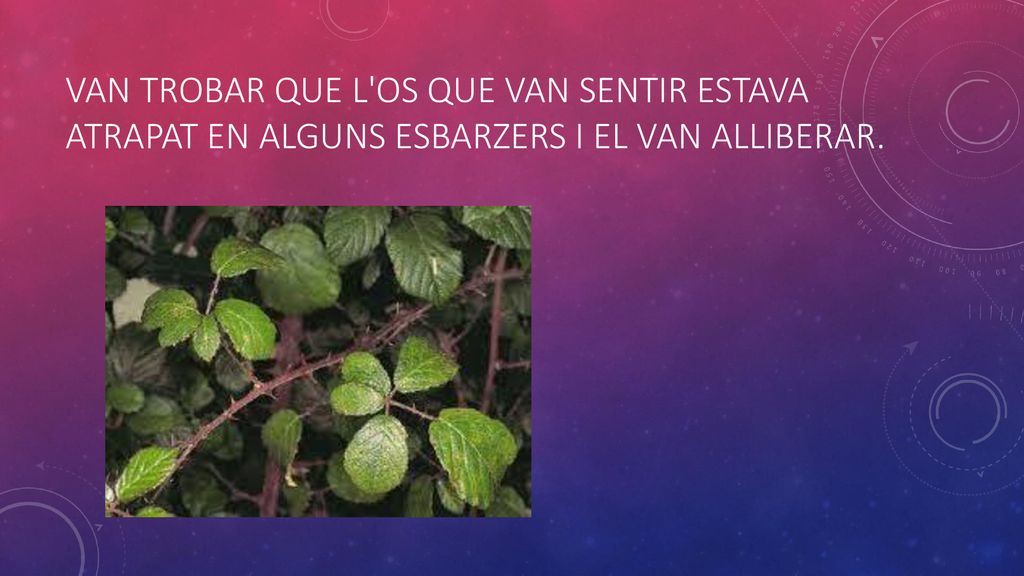 Van trobar que l os que van sentir estava atrapat en alguns esbarzers i el van alliberar.
