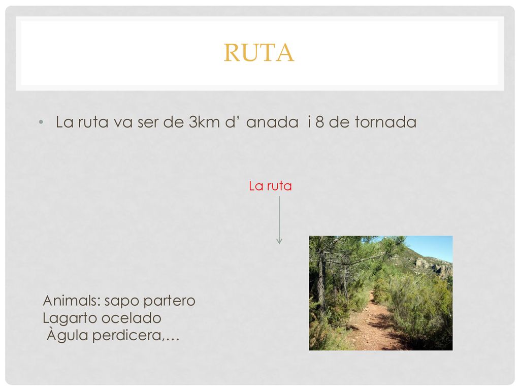 RUTA La ruta va ser de 3km d’ anada i 8 de tornada