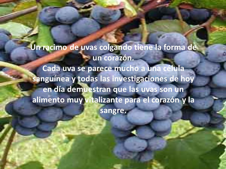 Un racimo de uvas colgando tiene la forma de un corazón.
