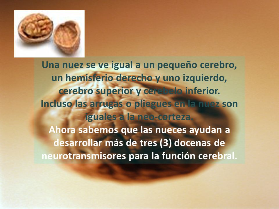 Una nuez se ve igual a un pequeño cerebro, un hemisferio derecho y uno izquierdo, cerebro superior y cerebelo inferior.