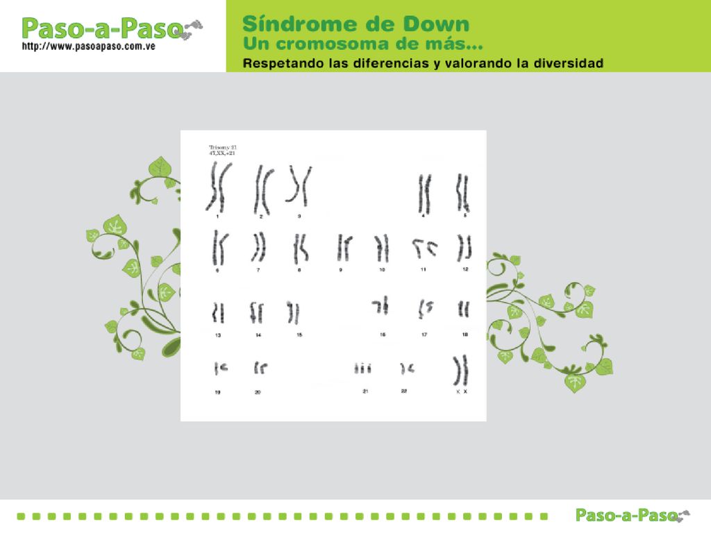 - Para entender qué sucede en el síndrome de Down, tenemos que hablar un poquito sobre Cromosomas y Genes.