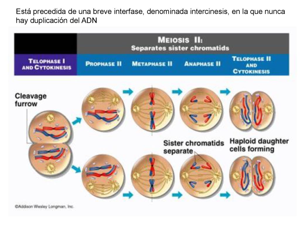 Está precedida de una breve interfase, denominada intercinesis, en la que nunca hay duplicación del ADN