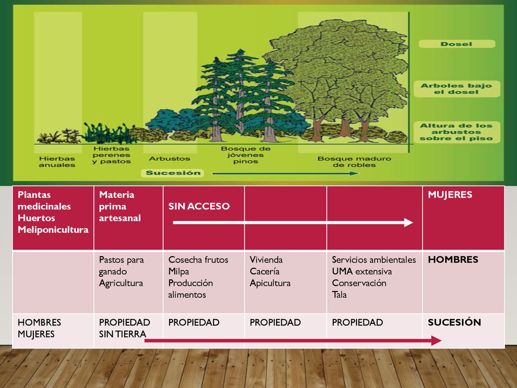 Plantas medicinales Huertos. Meliponicultura. Materia prima artesanal. SIN ACCESO. MUJERES. Pastos para ganado.