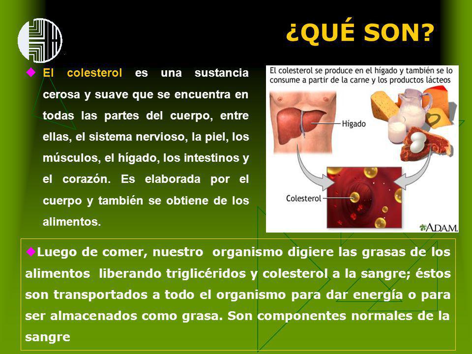 ¿QUÉ SON