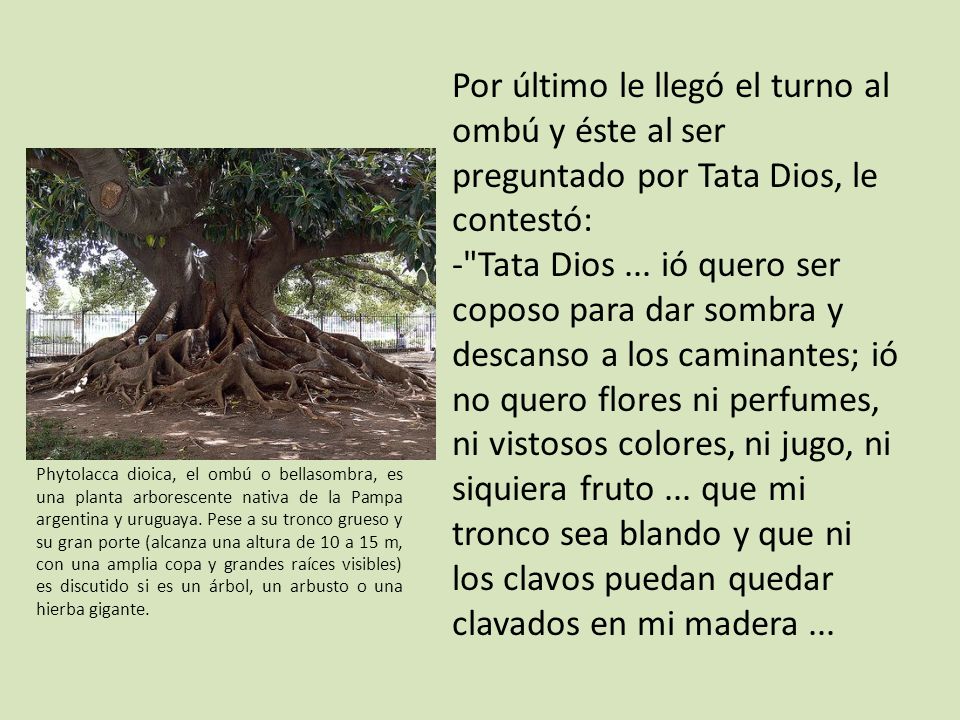 Por último le llegó el turno al ombú y éste al ser preguntado por Tata Dios, le contestó: - Tata Dios ... ió quero ser coposo para dar sombra y descanso a los caminantes; ió no quero flores ni perfumes, ni vistosos colores, ni jugo, ni siquiera fruto ... que mi tronco sea blando y que ni los clavos puedan quedar clavados en mi madera ...