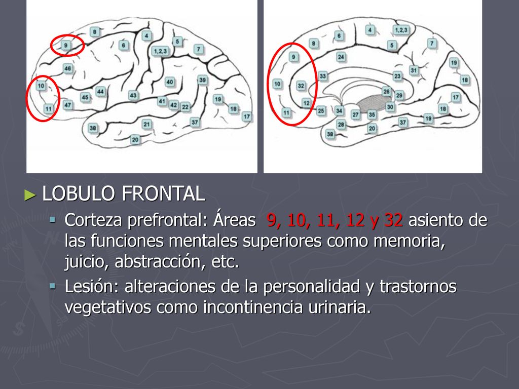LOBULO FRONTAL Corteza prefrontal: Áreas 9, 10, 11, 12 y 32 asiento de las funciones mentales superiores como memoria, juicio, abstracción, etc.