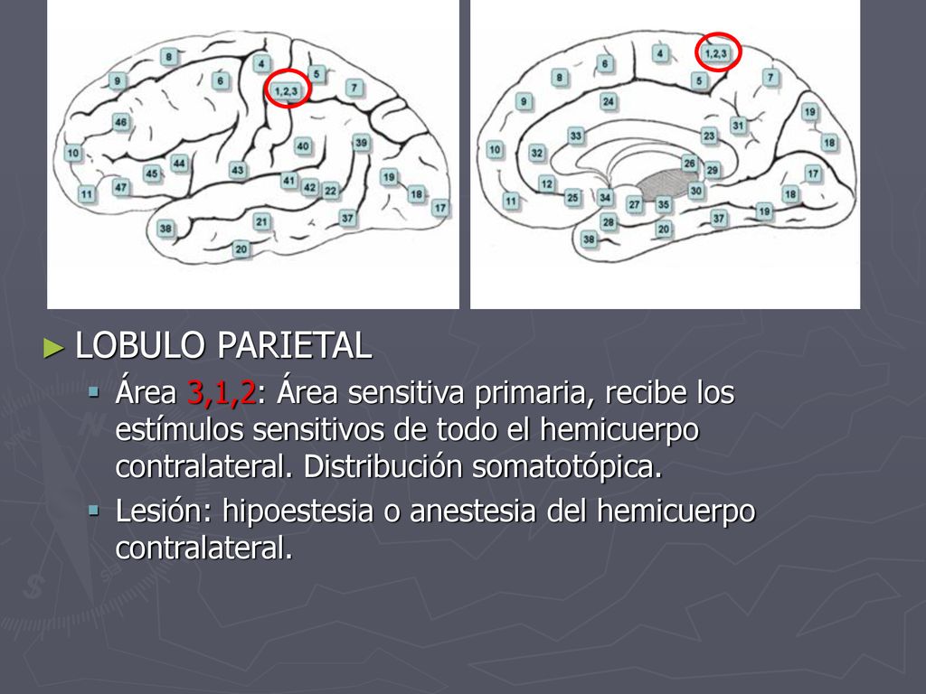 LOBULO PARIETAL Área 3,1,2: Área sensitiva primaria, recibe los estímulos sensitivos de todo el hemicuerpo contralateral. Distribución somatotópica.