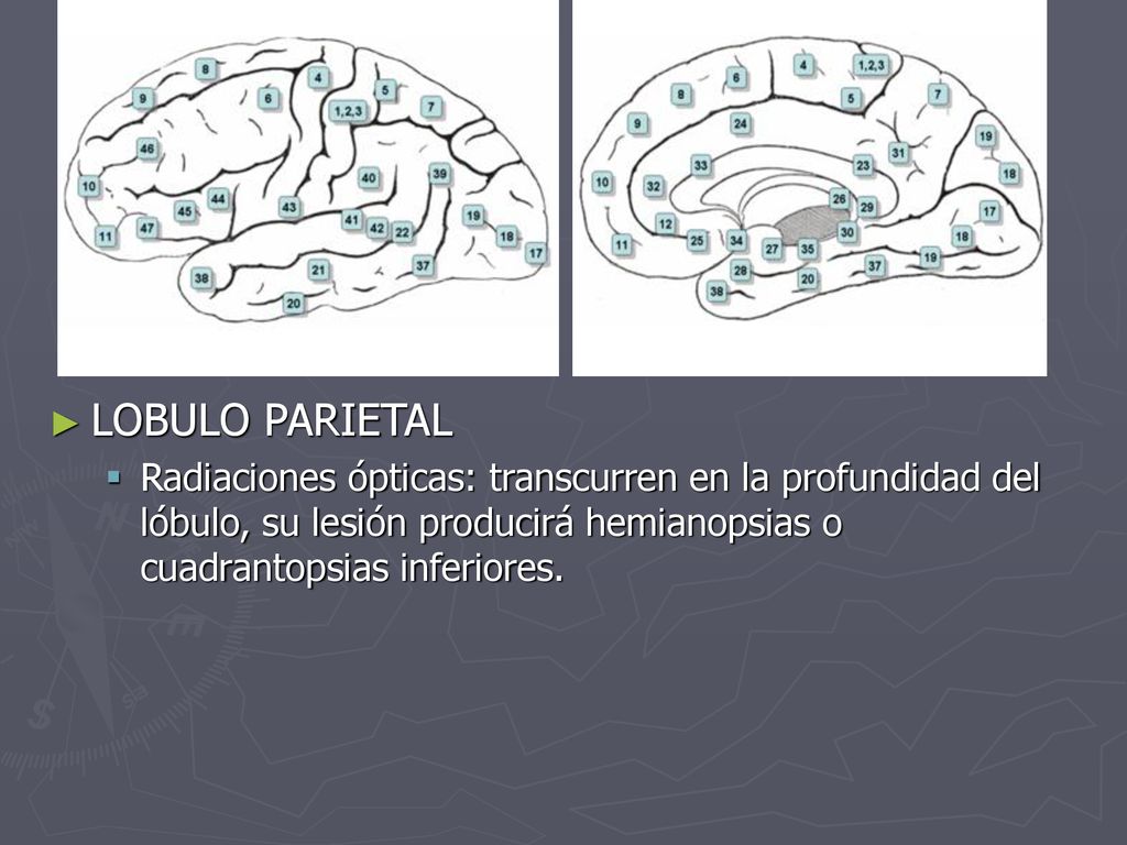 LOBULO PARIETAL Radiaciones ópticas: transcurren en la profundidad del lóbulo, su lesión producirá hemianopsias o cuadrantopsias inferiores.
