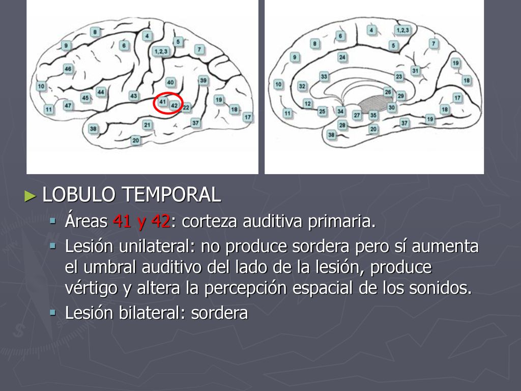 LOBULO TEMPORAL Áreas 41 y 42: corteza auditiva primaria.