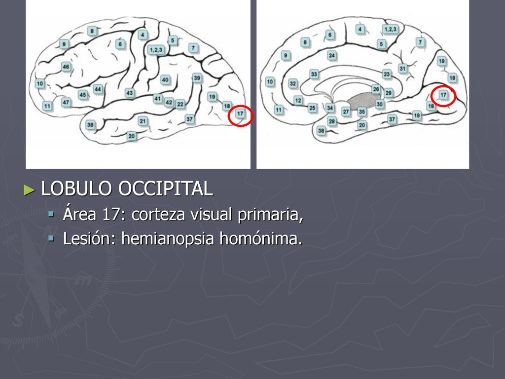 LOBULO OCCIPITAL Área 17: corteza visual primaria,