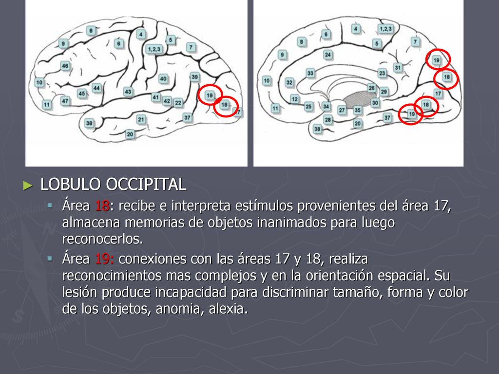 LOBULO OCCIPITAL Área 18: recibe e interpreta estímulos provenientes del área 17, almacena memorias de objetos inanimados para luego reconocerlos.