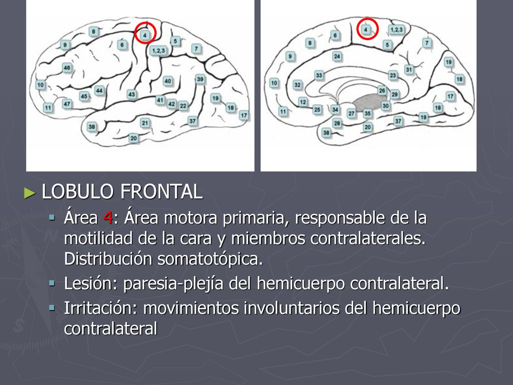 LOBULO FRONTAL Área 4: Área motora primaria, responsable de la motilidad de la cara y miembros contralaterales. Distribución somatotópica.