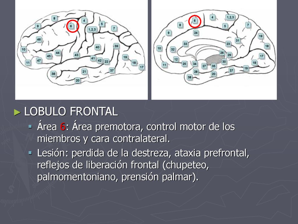 LOBULO FRONTAL Área 6: Área premotora, control motor de los miembros y cara contralateral.