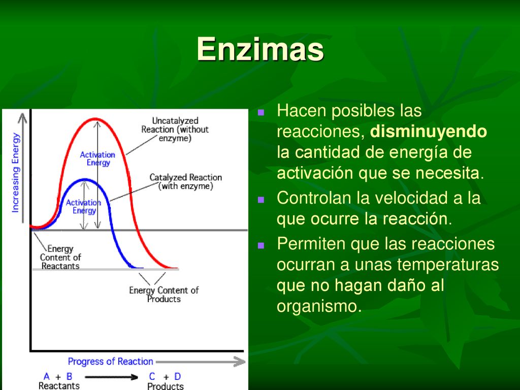 Enzimas Hacen posibles las reacciones, disminuyendo la cantidad de energía de activación que se necesita.
