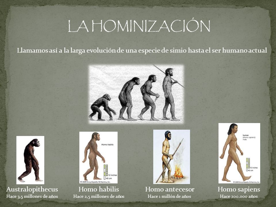 LA HOMINIZACIÓN Llamamos así a la larga evolución de una especie de simio hasta el ser humano actual.