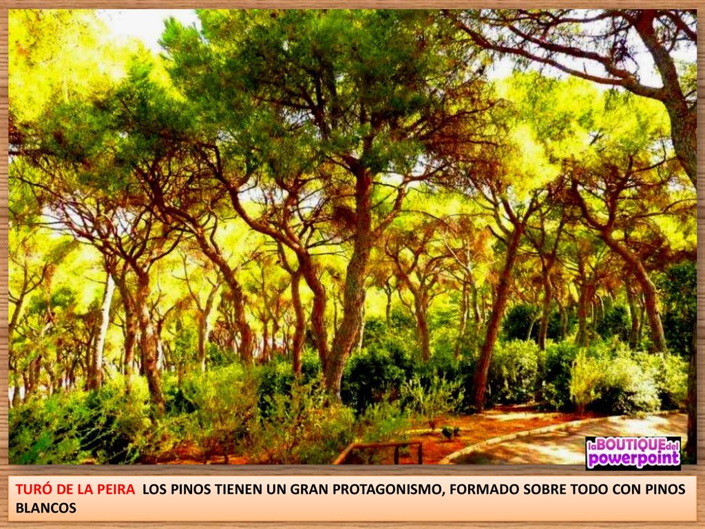 TURÓ DE LA PEIRA LOS PINOS TIENEN UN GRAN PROTAGONISMO, FORMADO SOBRE TODO CON PINOS BLANCOS