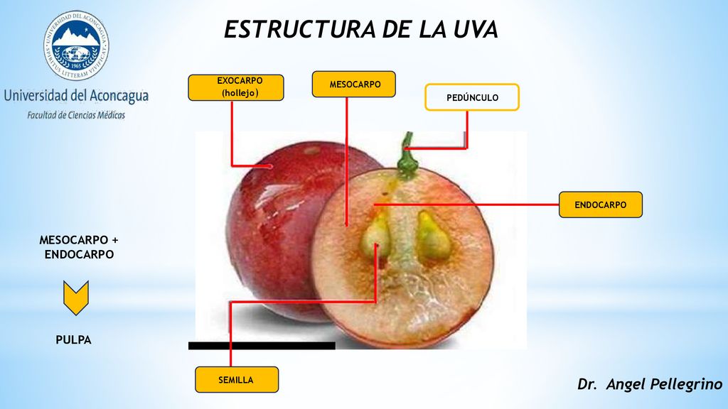 ESTRUCTURA DE LA UVA Dr. Angel Pellegrino MESOCARPO + ENDOCARPO PULPA
