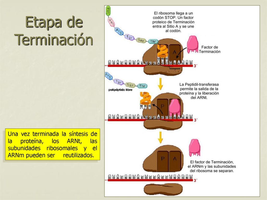 Etapa de Terminación Una vez terminada la síntesis de la proteína, los ARNt, las subunidades ribosomales y el ARNm pueden ser reutilizados.
